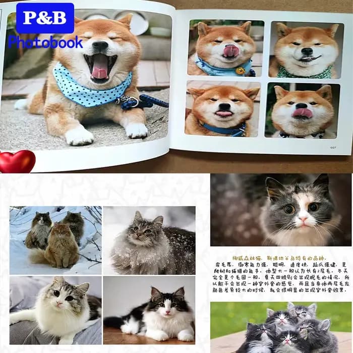 Livre photo de 6 pouces pour photos personnalisées