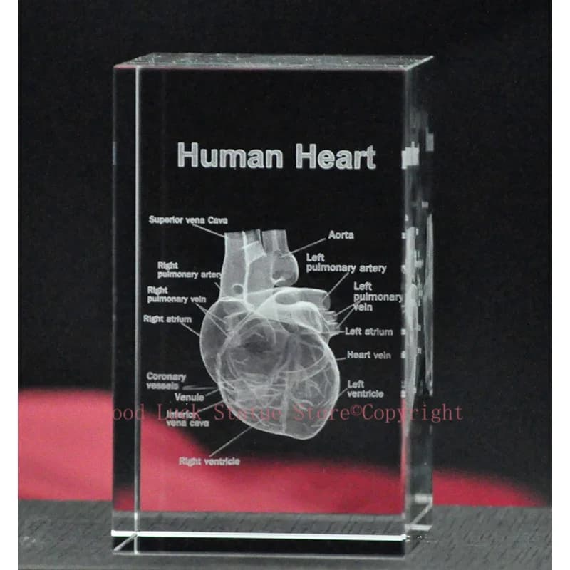 Figurine 3D en cristal, meilleur cadeau, Science médicale, médecine interne, médecin, cœur, statue a