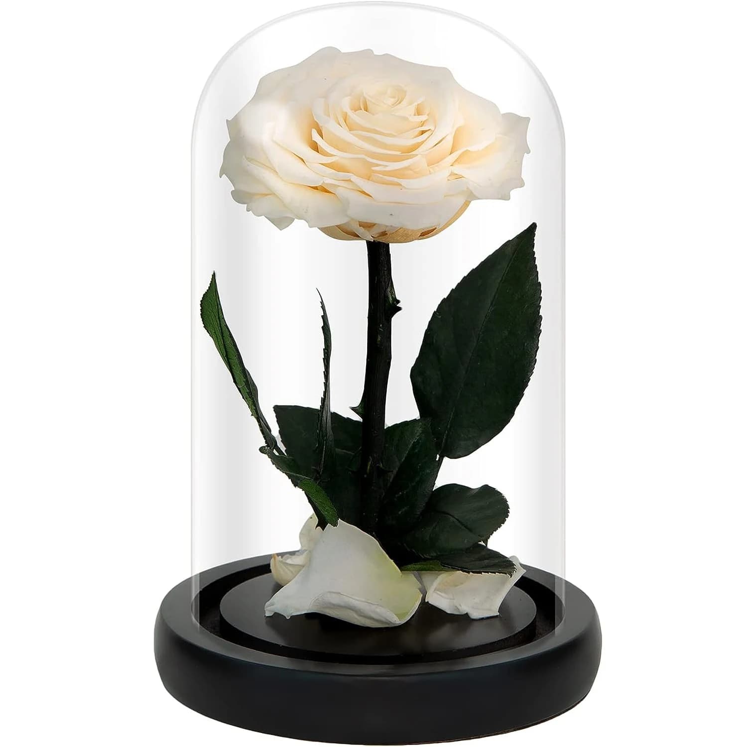 14*21 cm grand petit Prince conservé vraie Rose fraîche en verre fleur éternelle maison Ofiice décor