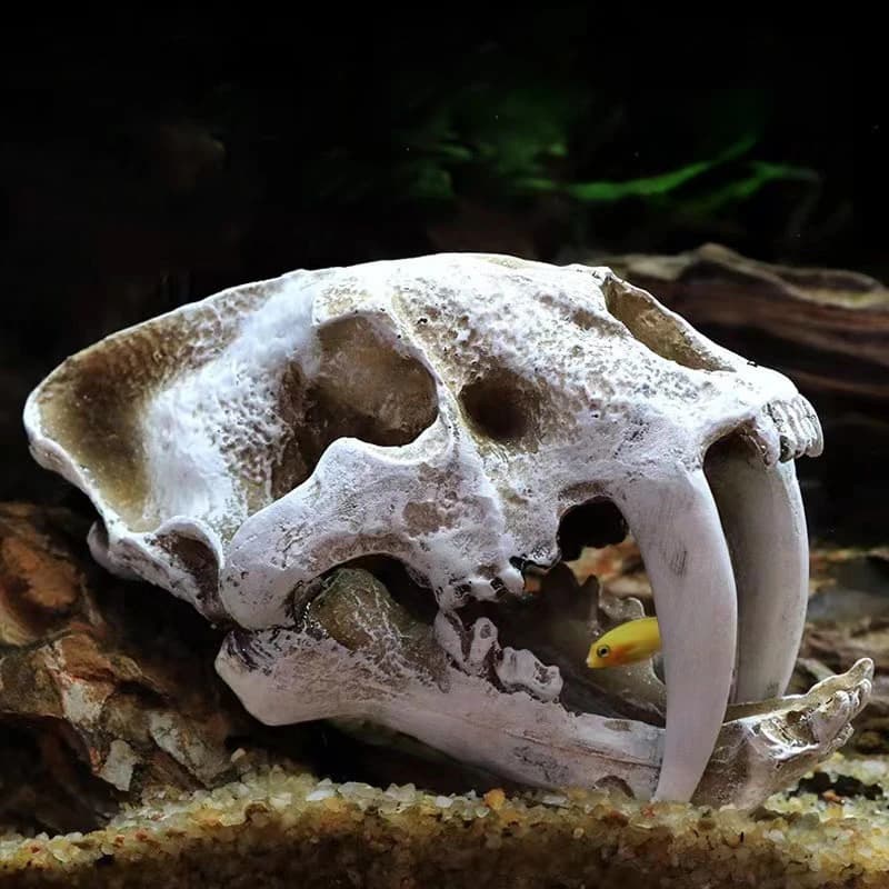 Modèle de crâne de dinosaure réaliste en résine fossile VelDynraptor