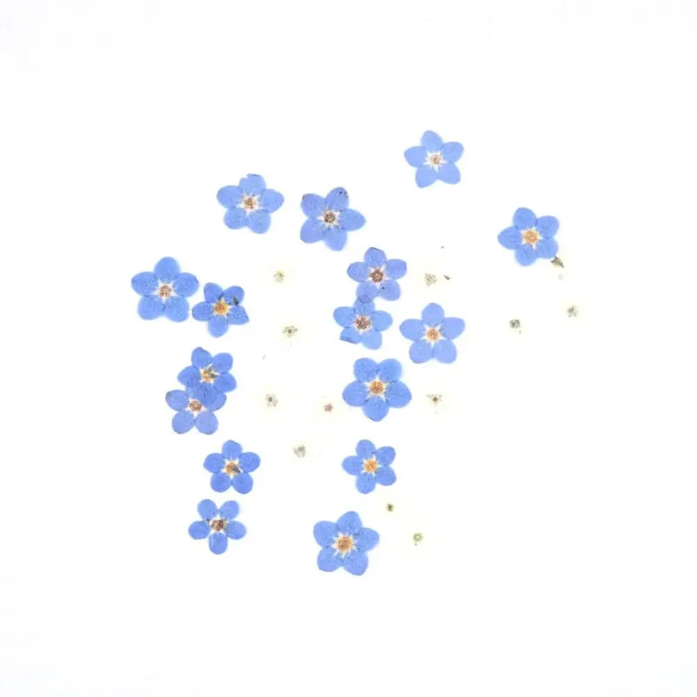 Ornements en résine, bijoux, fabrication de bougies naturelles, fleurs séchées de mignonette, fleurs pressées, ne me quittez pas