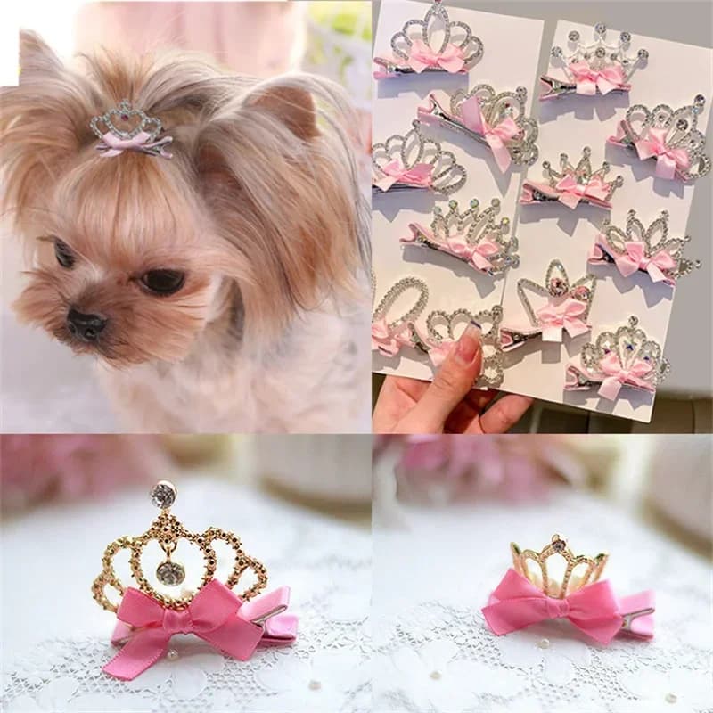 Accessoires pour chiens
